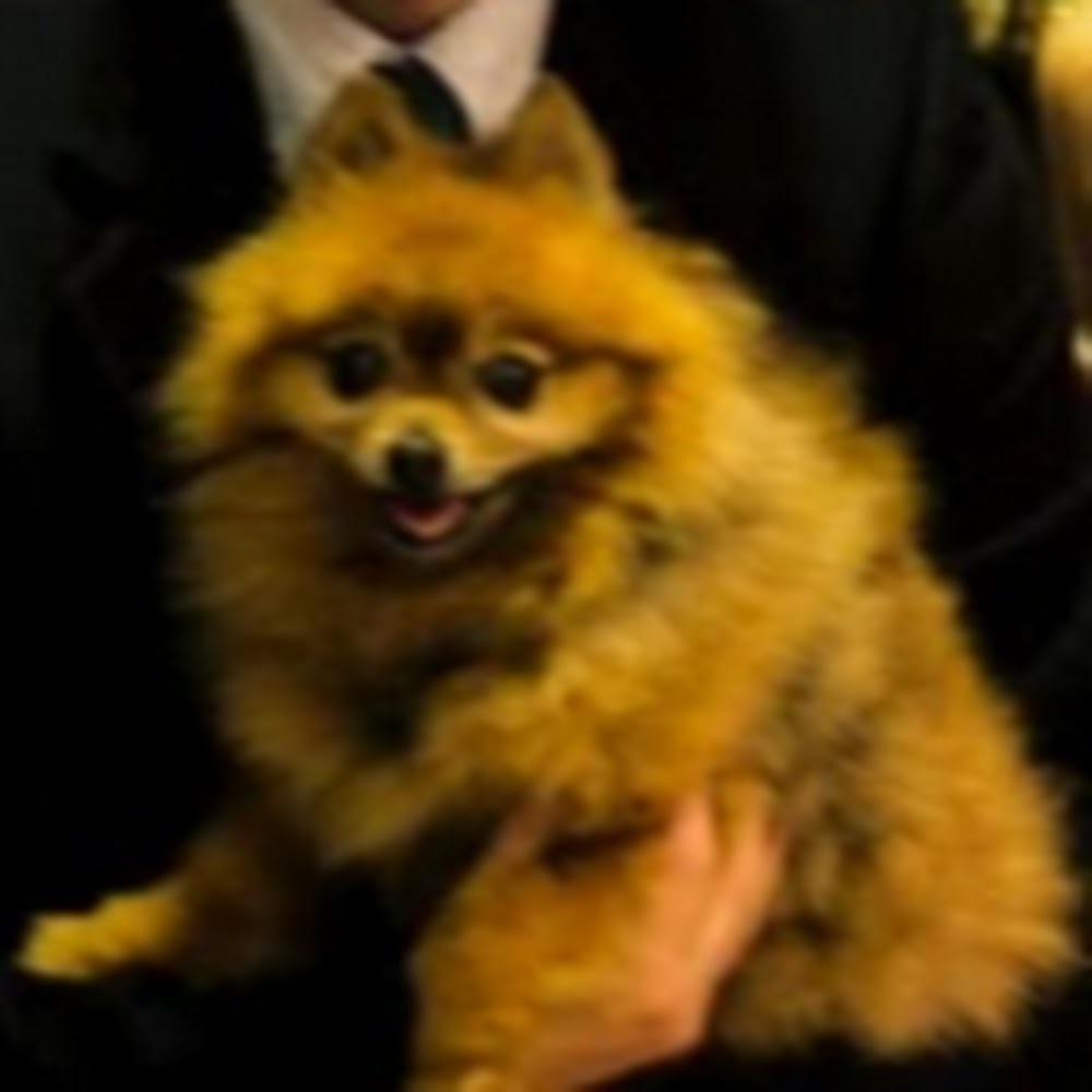 Meet your Posher, Justin